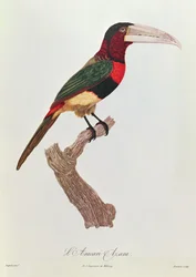 Azara Aracari, graviert von Barriere